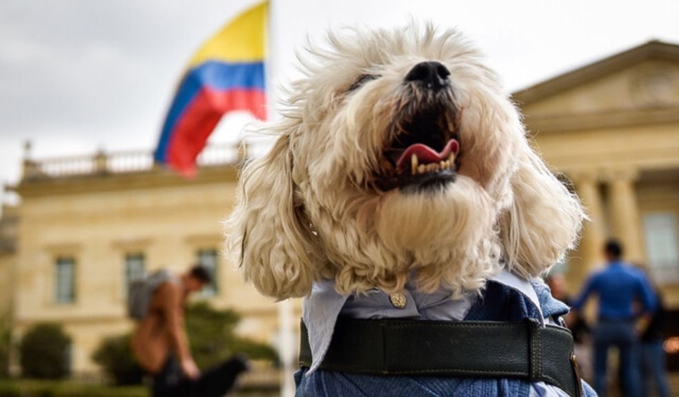 Gobierno sancionó la Ley Ángel y Ley Lorenzo para la protección animal En un evento realizado en la plaza de armas, frente a la Casa de Nariño, el Gobierno Nacional sancionó la ley Ángel y la ley Lorenzo, que buscan una mayor protección a los animales en casos judiciales