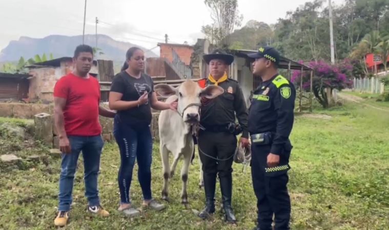Policía Nacional capturó a cinco personas por robar ganado en Cundinamarca La Policía de Cundinamarca logró capturar en flagrancia a cinco personas que hurtaron ganado con el fin de sacrificarlo para su venta. Así se desarrolló el operativo.