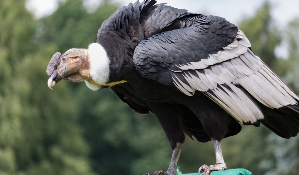 ¿Hay cóndores en Bogotá? Video viral genera debate sobre estos animales El video no solo dejó con la boca abierta a más de uno por lo extraño del avistamiento, sino que puso sobre la mesa una conversación urgente: el impacto de las ciudades en el medioambiente.