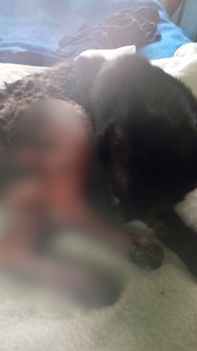 Infame caso de maltrato animal contra un gato en Fusagasugá 1 Infame caso de maltrato animal contra un gato en Fusagasugá Hasta el momento, se desconoce quién le causó las graves heridas a ‘Tino’. No obstante, su familia interpondrá una denuncia formal y pide a la comunidad ayudar a identificar al responsable para que se haga justicia.