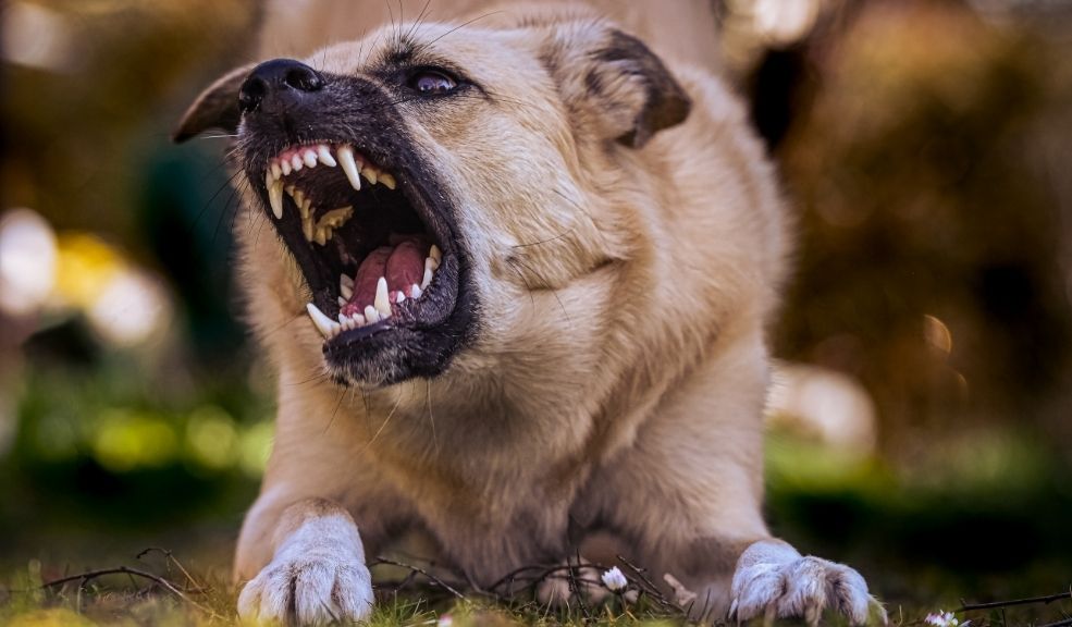 La-comunidad-de-Bosa-denuncia-nuevo-ataque-de-perros