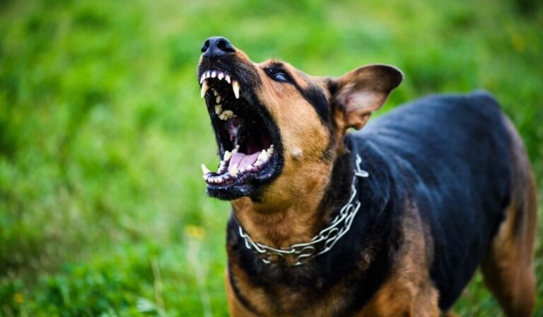 La-comunidad-de-Bosa-denuncia-nuevo-ataque-de-perros