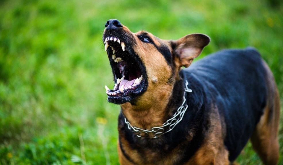 La-comunidad-de-Bosa-denuncia-nuevo-ataque-de-perros