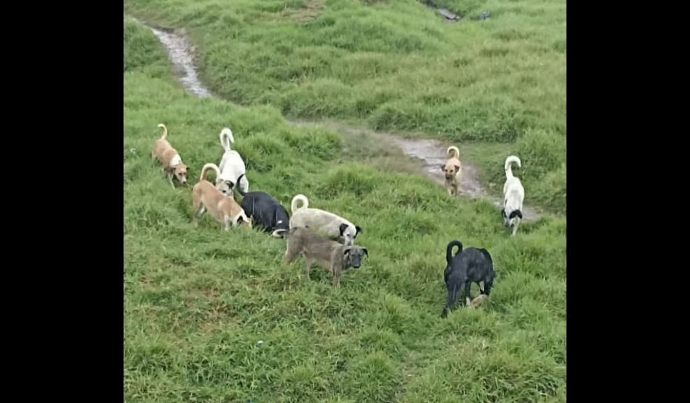 Perros que atacaron a 2 personas en Bosa fueron entregados a las autoridades Luego de la visita a la zona para identificar a los perros involucrados en los ataques, lograron contactar con la persona que al parecer estaba encargada de su cuidado y le pidieron que los entregara.