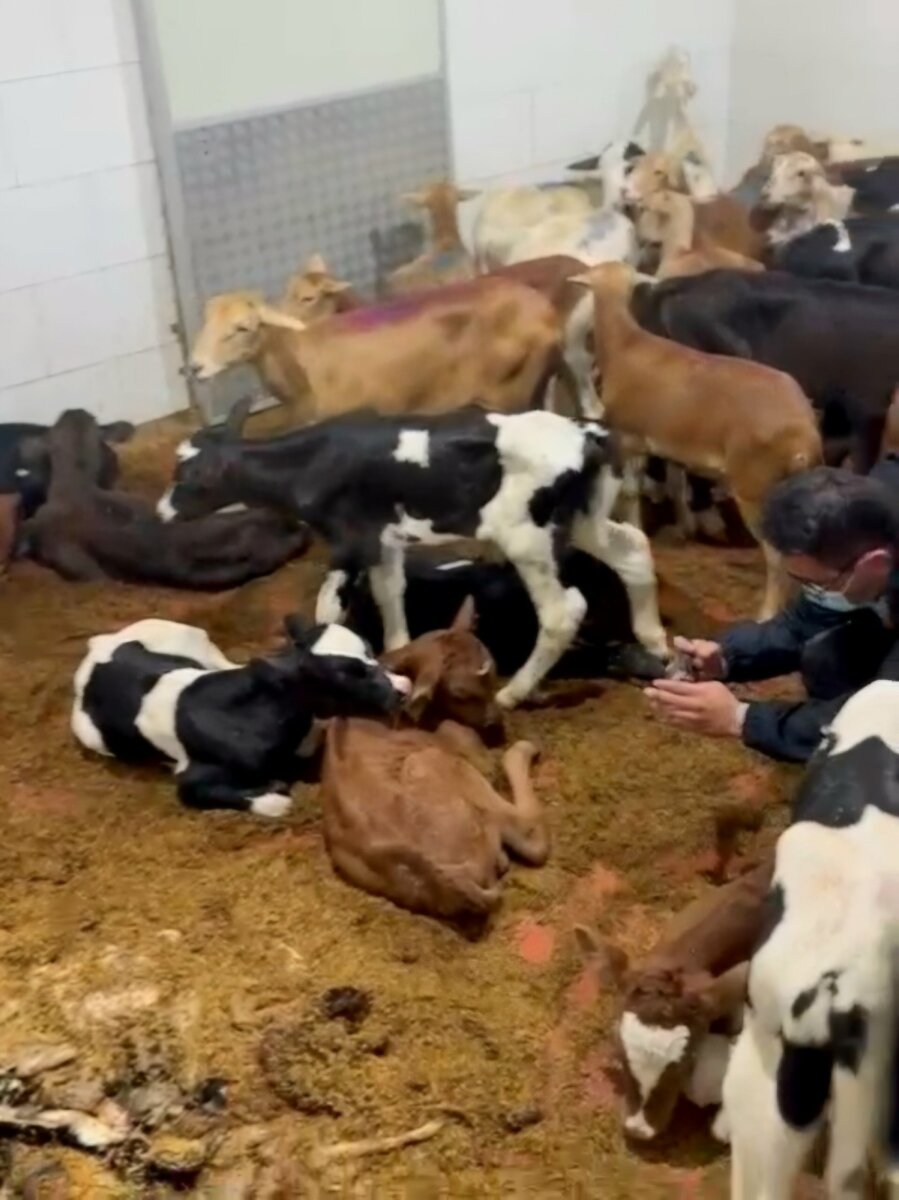 Cerraron matadero clandestino en Suba Las entidades también investigan si la carne fue distribuida a restaurantes o expendios de la ciudad, lo que podría ampliar el caso a una emergencia de salud pública.