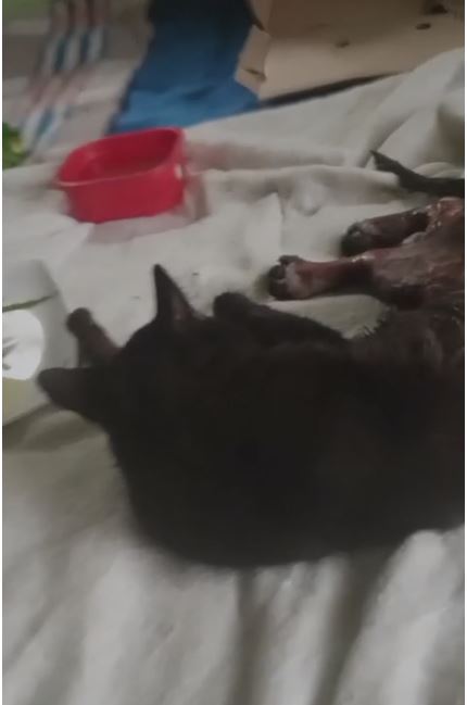 Infame caso de maltrato animal contra un gato en Fusagasugá 2 Infame caso de maltrato animal contra un gato en Fusagasugá