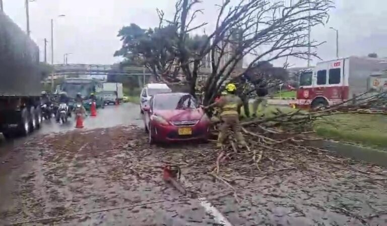 Gigantesco árbol cayó sobre un carro y generó un trancón en Bosa
