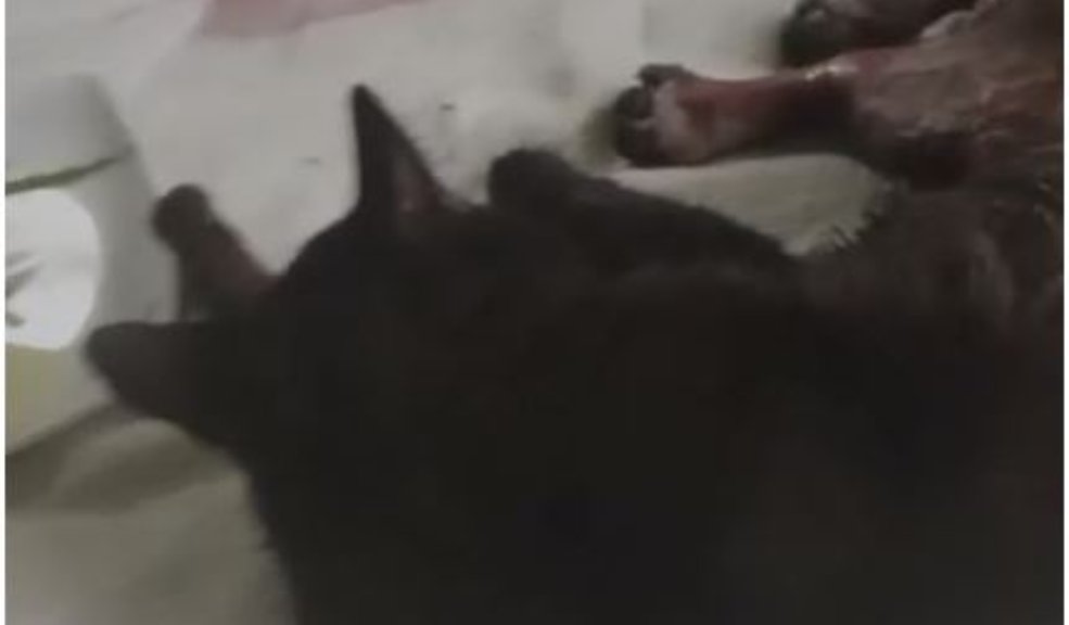 Infame caso de maltrato animal contra un gato en Fusagasugá Hasta el momento, se desconoce quién le causó las graves heridas a ‘Tino’. No obstante, su familia interpondrá una denuncia formal y pide a la comunidad ayudar a identificar al responsable para que se haga justicia.