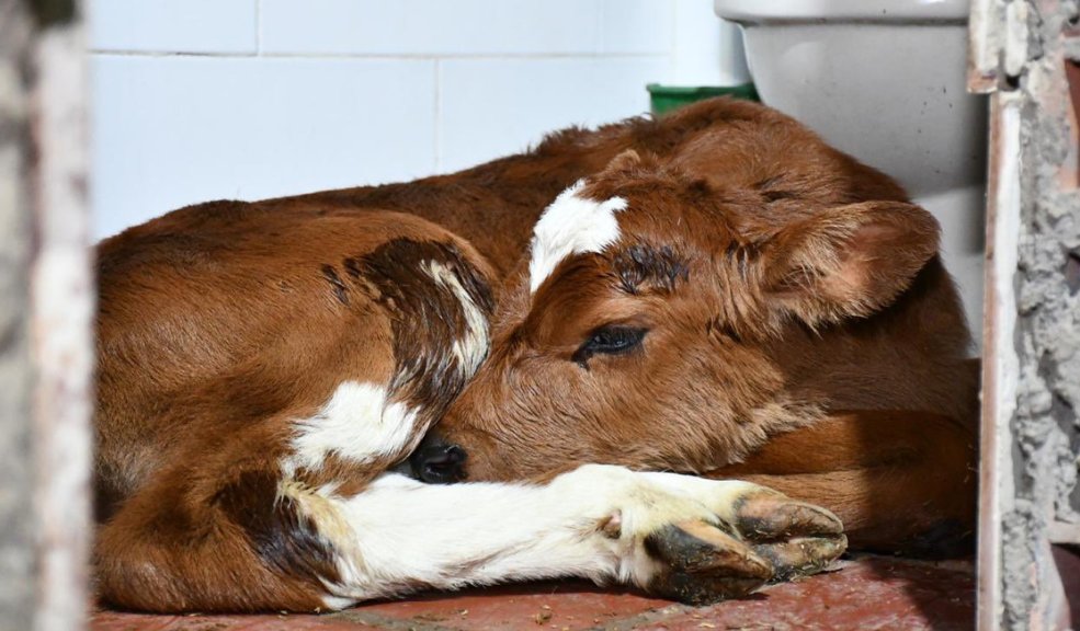 Cerraron matadero clandestino en Suba Las entidades también investigan si la carne fue distribuida a restaurantes o expendios de la ciudad, lo que podría ampliar el caso a una emergencia de salud pública.