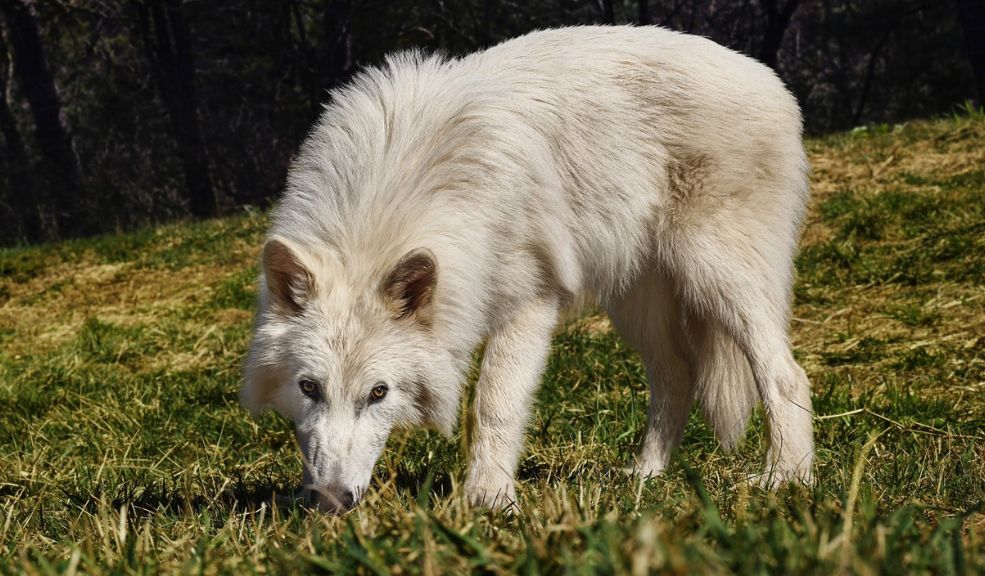 La ciencia revive al 'Lobo Terrible' Una compañía especializada en biotecnología logró traer de regreso a la vida al lobo terrible, una especie que se extinguió hacer 13 mil años. Le contamos cómo lo hizo.