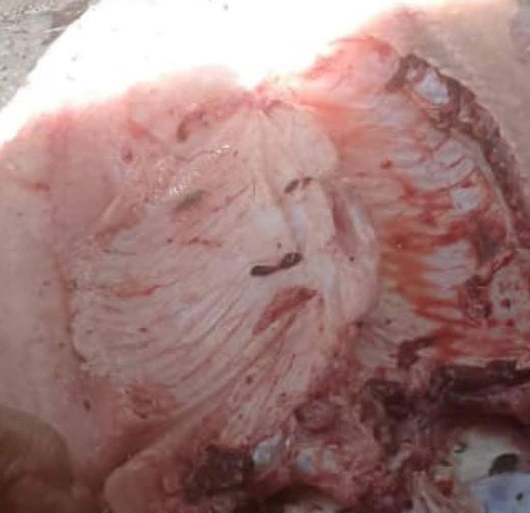 ¿Aparece el rostro de Francisco en un pescado? 1 ¿Aparece el rostro de Francisco en un pescado? En Puerto Belén, Córdoba, un pez con la supuesta cara del Papa Francisco generó revuelo en las redes sociales tras rumores de ser un milagro.