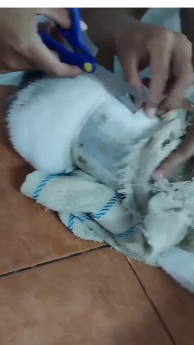 ¡Descarados! Intentaron usar un gato para entrar droga a una cárcel El felino tenía dos paquetes adheridos con cinta adhesiva, en cuyo interior había 235 gramos de aparente marihuana, 67 gramos de pasta de crack y papel para armar cigarrillos.