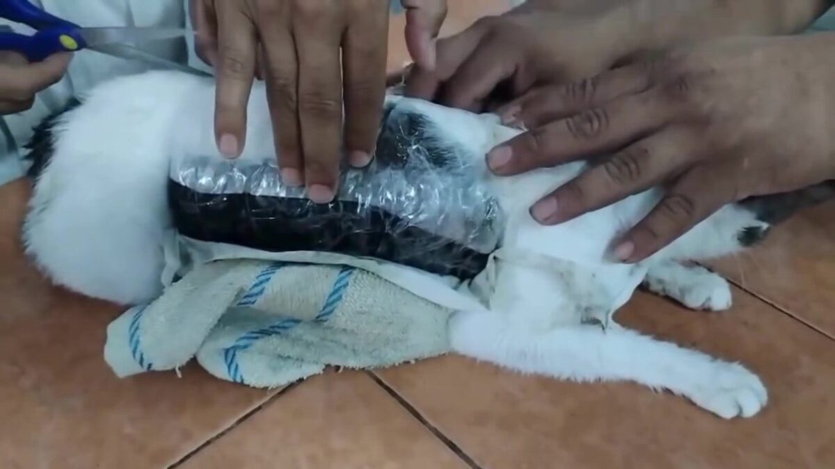 ¡Descarados! Intentaron usar un gato para entrar droga a una cárcel El felino tenía dos paquetes adheridos con cinta adhesiva, en cuyo interior había 235 gramos de aparente marihuana, 67 gramos de pasta de crack y papel para armar cigarrillos.