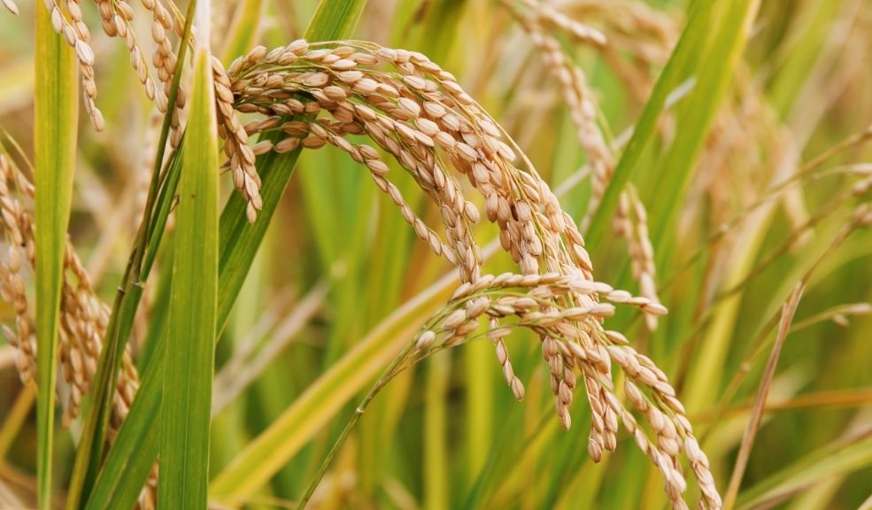 Bogotá celebra el Festival del Arroz en 14 plazas de mercado en mayo 1 festival de arroz
