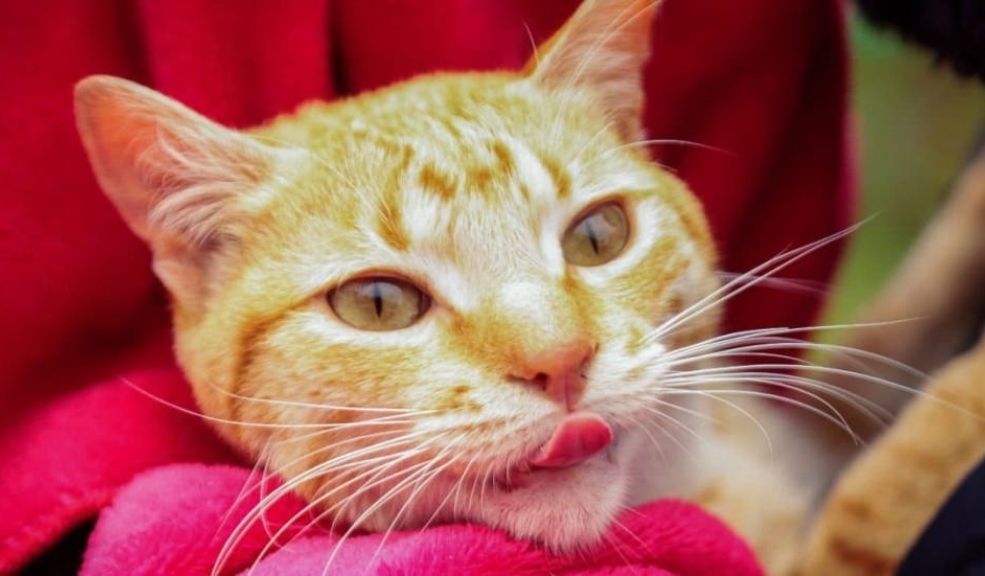 ¿Qué dicen los ojos de tu gato? Apréndelos a interpretar Desde las pupilas dilatadas hasta el parpadeo lento, cada aspecto de la mirada de tu gato es clave para comprender su comportamiento. Te contamos las señales más importantes.