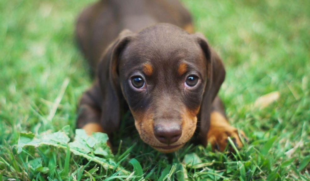 Bogotá realiza jornada gratuita de esterilización para mascotas en Bosa La Alcaldía Local de Bosa, en alianza con el Instituto Distrital de Protección y Bienestar Animal (IDPYBA), llevó a cabo una jornada gratuita de esterilización y atención médica veterinaria para mascotas en el parque Bicho, ubicado en la Carrera 95A con Calle 53 Sur, en el barrio Porvenir.