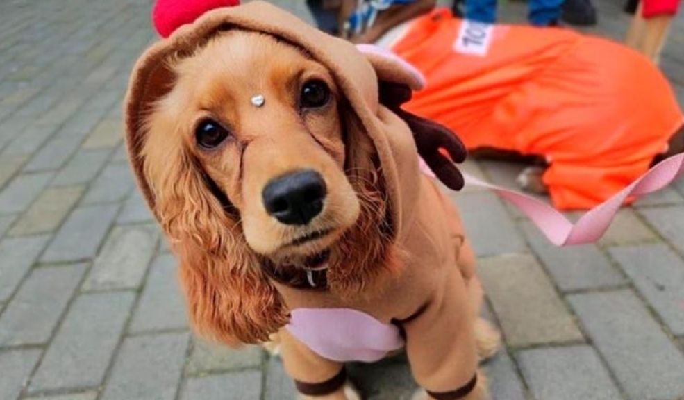 Bogotá realiza jornada gratuita de esterilización para mascotas en Bosa La Alcaldía Local de Bosa, en alianza con el Instituto Distrital de Protección y Bienestar Animal (IDPYBA), llevó a cabo una jornada gratuita de esterilización y atención médica veterinaria para mascotas en el parque Bicho, ubicado en la Carrera 95A con Calle 53 Sur, en el barrio Porvenir.