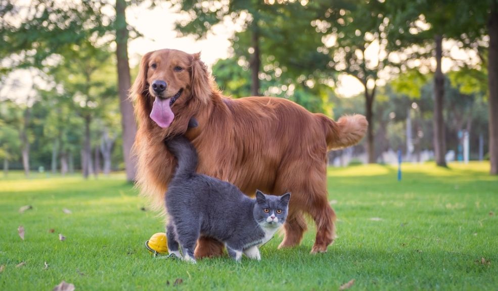 Jornada de adopción de perros y gatos en Bogotá este 24 de mayo Esta iniciativa, que se desarrollará entre las 10:00 a.m. y las 3:00 p.m. en la Clínica Raza (ubicada en la Av. Esperanza #81-38), busca encontrar hogares responsables y amorosos para animales que han sido rescatados, rehabilitados y están listos para comenzar una nueva vida.