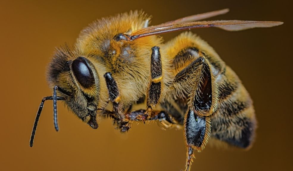 Las abejas: guardianas de la biodiversidad en Bogotá 1 abejas