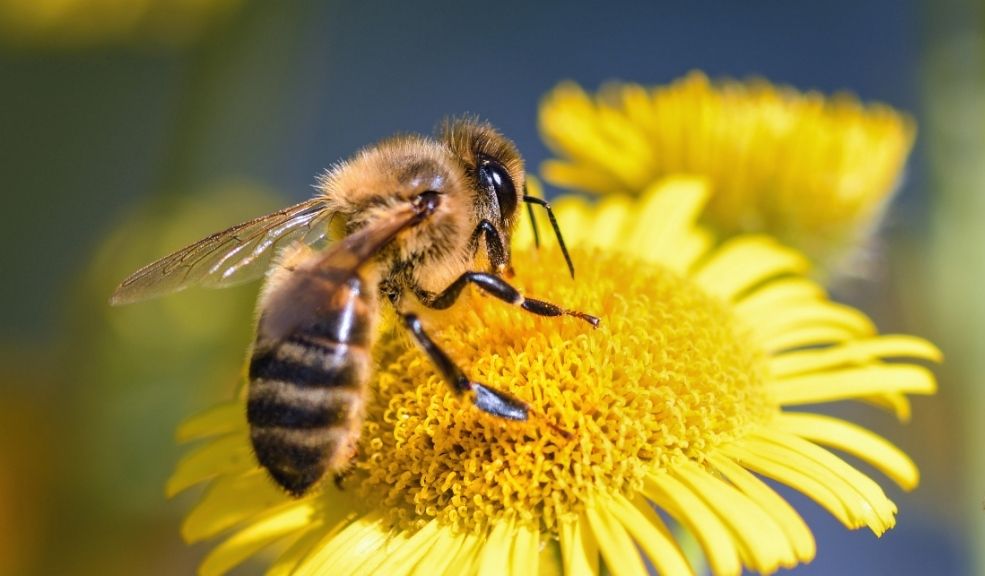 Las abejas: guardianas de la biodiversidad en Bogotá Con cerca de 40 especies de abejas nativas identificadas en el territorio capitalino, su presencia es clave para mantener el equilibrio ecológico y la producción de alimentos.