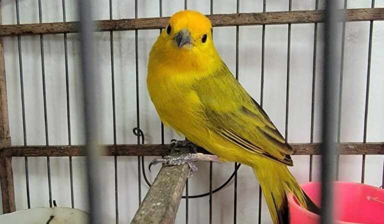 Tres capturados por tráfico ilegal de fauna silvestre en la Terminal Salitre