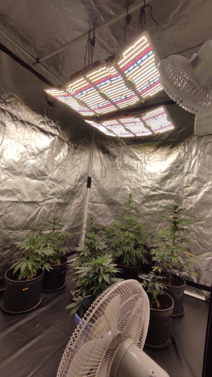 Encontraron tremendo cultivo de marihuana dentro de un conjunto en Madrid 2 Encontraron tremendo cultivo de marihuana dentro de un conjunto en Madrid Al ingresar al inmueble, los uniformados descubrieron dos habitaciones completamente adaptadas como cultivo de marihuana.