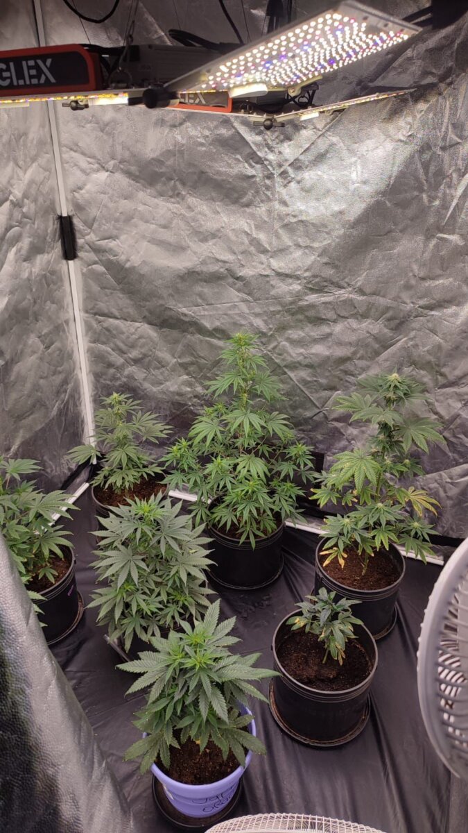 Encontraron tremendo cultivo de marihuana dentro de un conjunto en Madrid 1 Encontraron tremendo cultivo de marihuana dentro de un conjunto en Madrid