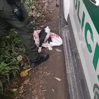 Policía rescató a perrito abandonado en zona boscosa de Cachipay 3 Policía rescató a perrito abandonado en zona boscosa de Cachipay La Policía encontró a un perrito abandonado en un costal en una zona boscosa, tenía muy mal estado de salud.