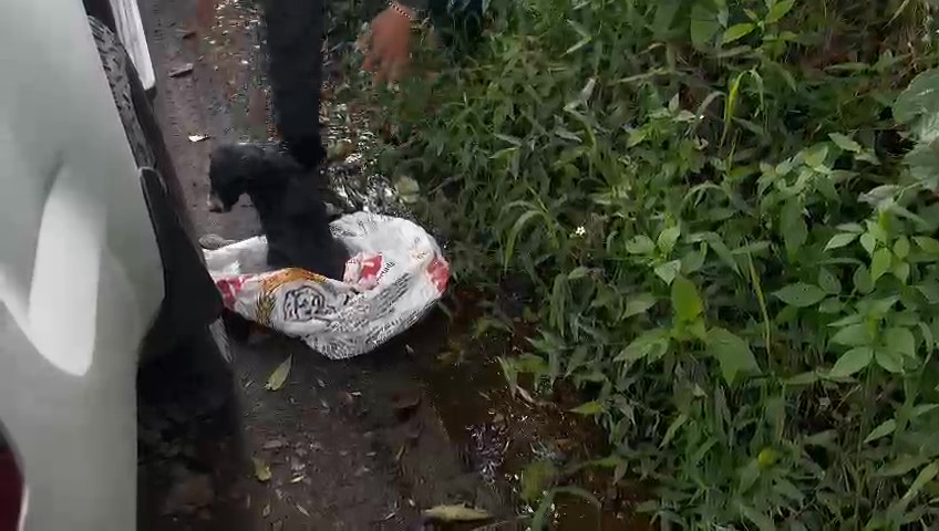 Policía rescató a perrito abandonado en zona boscosa de Cachipay 2 Policía rescató a perrito abandonado en zona boscosa de Cachipay La Policía encontró a un perrito abandonado en un costal en una zona boscosa, tenía muy mal estado de salud.