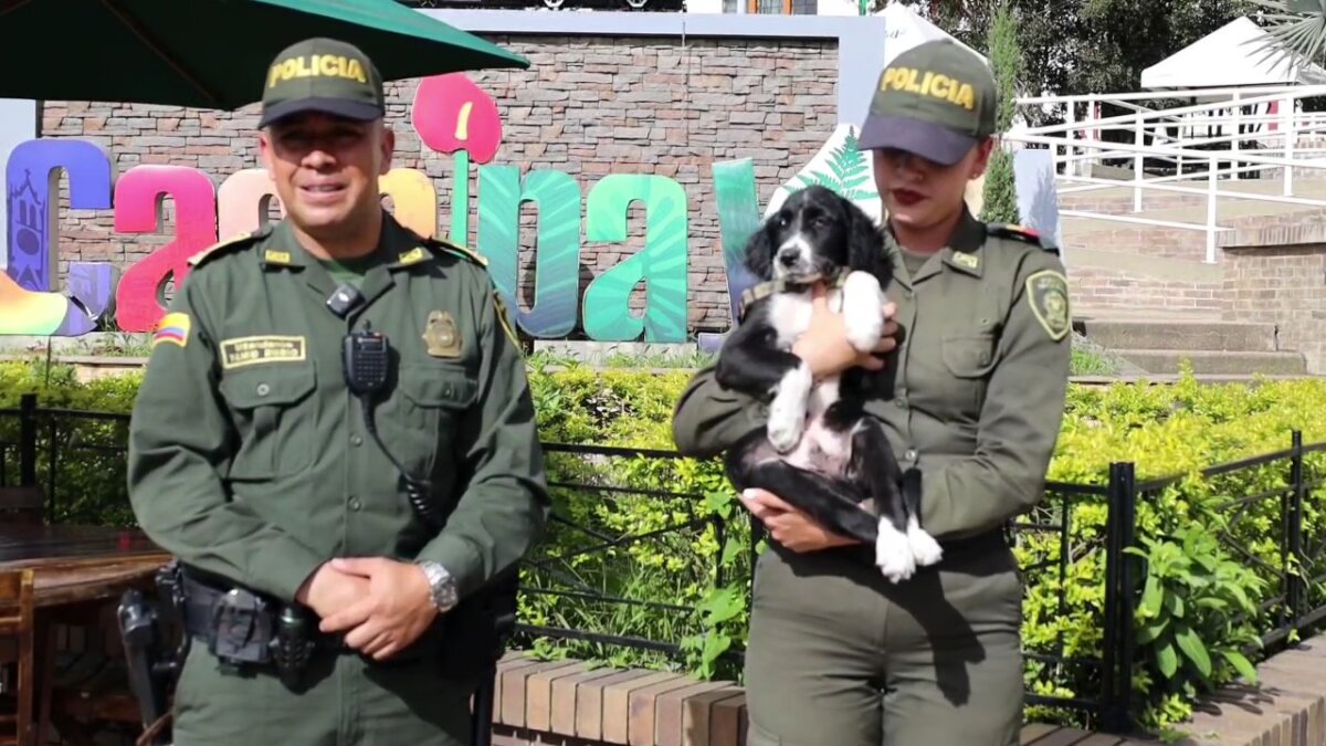 Policía rescató a perrito abandonado en zona boscosa de Cachipay 4 Policía rescató a perrito abandonado en zona boscosa de Cachipay La Policía encontró a un perrito abandonado en un costal en una zona boscosa, tenía muy mal estado de salud.