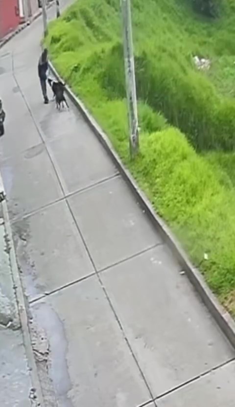Terror por ataques de perros a personas en San Cristóbal Según los habitantes, los perros tienen dueño, pero el hombre los deja sueltos en el potrero y se escapan para atacar a las personas.