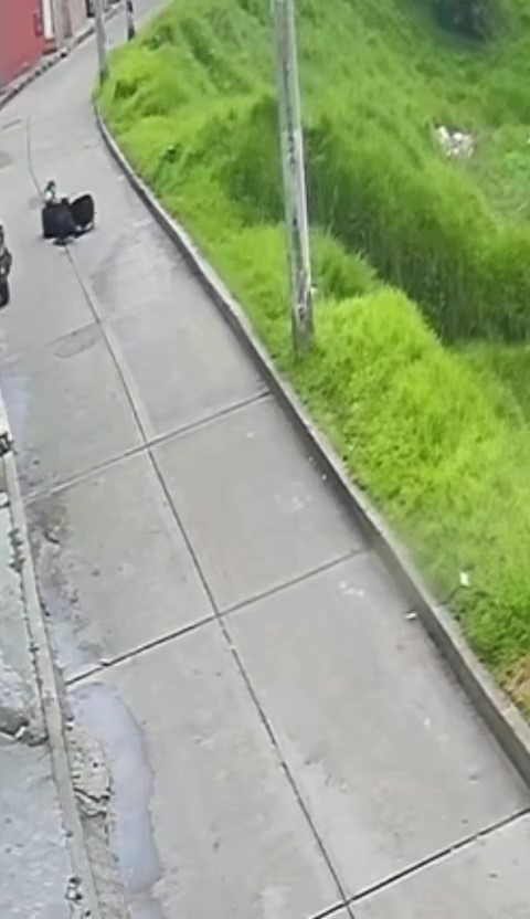 Terror por ataques de perros a personas en San Cristóbal Según los habitantes, los perros tienen dueño, pero el hombre los deja sueltos en el potrero y se escapan para atacar a las personas.
