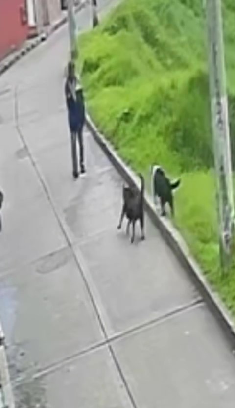 Terror por ataques de perros a personas en San Cristóbal 