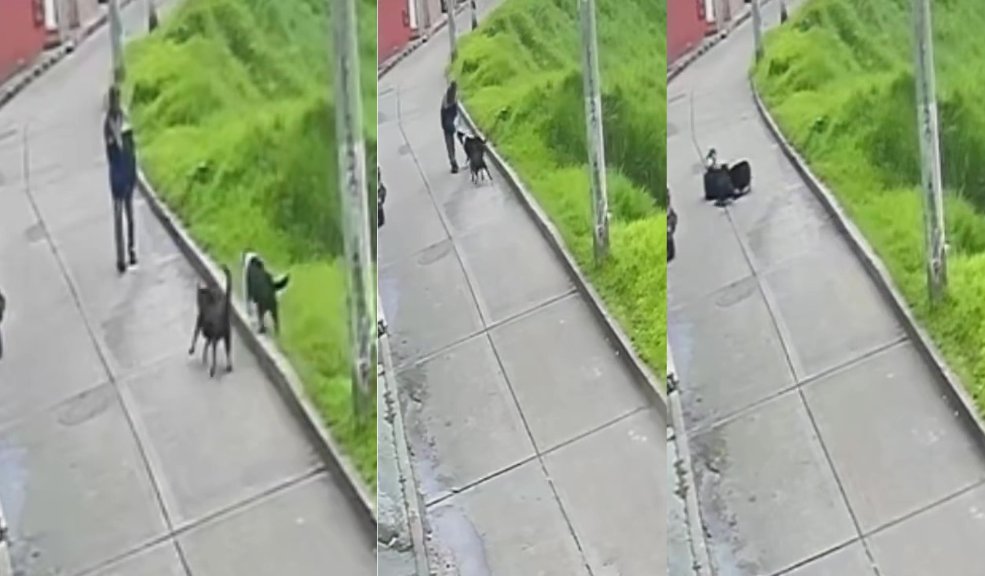 Terror por ataques de perros a personas en San Cristóbal Según los habitantes, los perros tienen dueño, pero el hombre los deja sueltos en el potrero y se escapan para atacar a las personas.