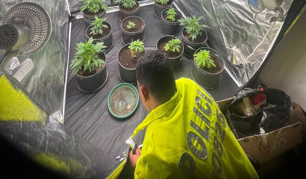 Encontraron tremendo cultivo de marihuana dentro de un conjunto en Madrid Al ingresar al inmueble, los uniformados descubrieron dos habitaciones completamente adaptadas como cultivo de marihuana.