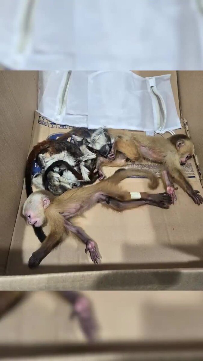 Encontraron 6 primates que iban a ser sacados de forma ilegal del país