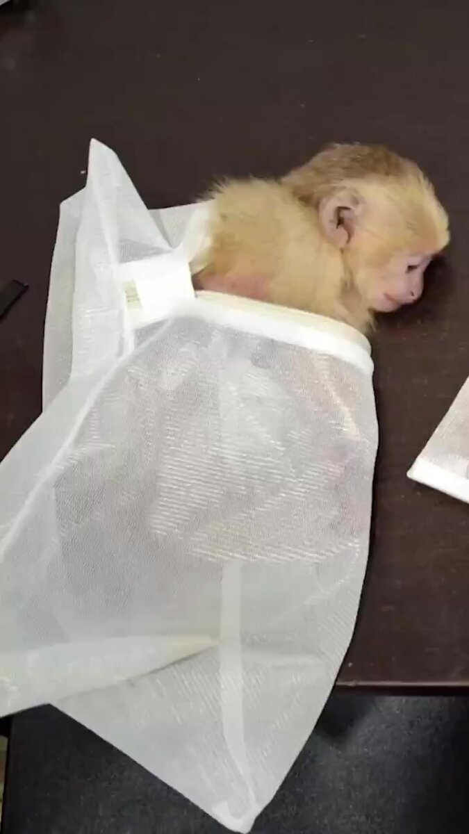 Encontraron 6 primates que iban a ser sacados de forma ilegal del país Los animales incautados corresponden a cuatro titíes piel roja y dos monos cariblancos