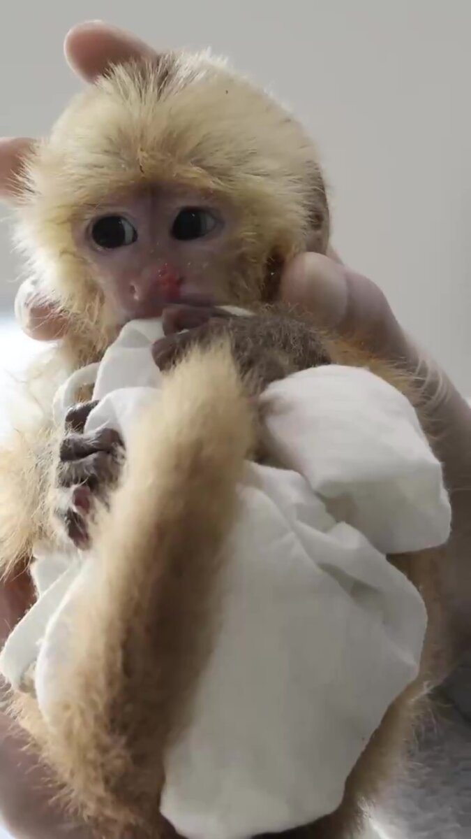 Encontraron 6 primates que iban a ser sacados de forma ilegal del país Los animales incautados corresponden a cuatro titíes piel roja y dos monos cariblancos