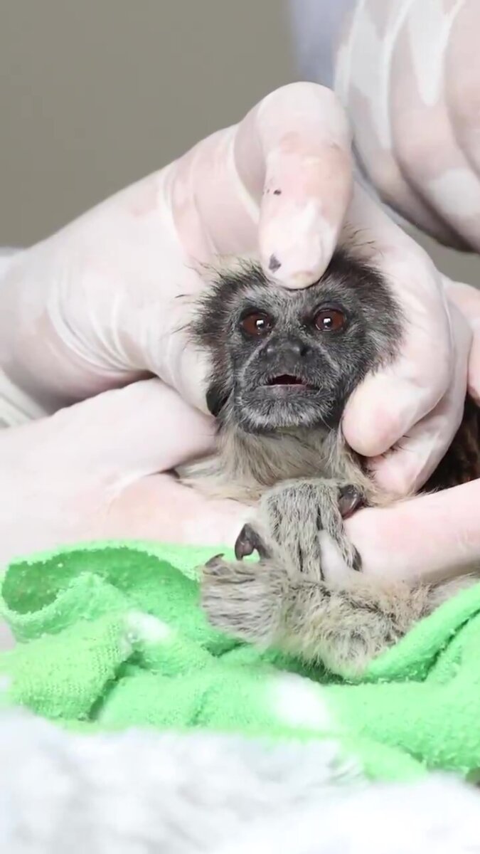 Encontraron 6 primates que iban a ser sacados de forma ilegal del país Los animales incautados corresponden a cuatro titíes piel roja y dos monos cariblancos