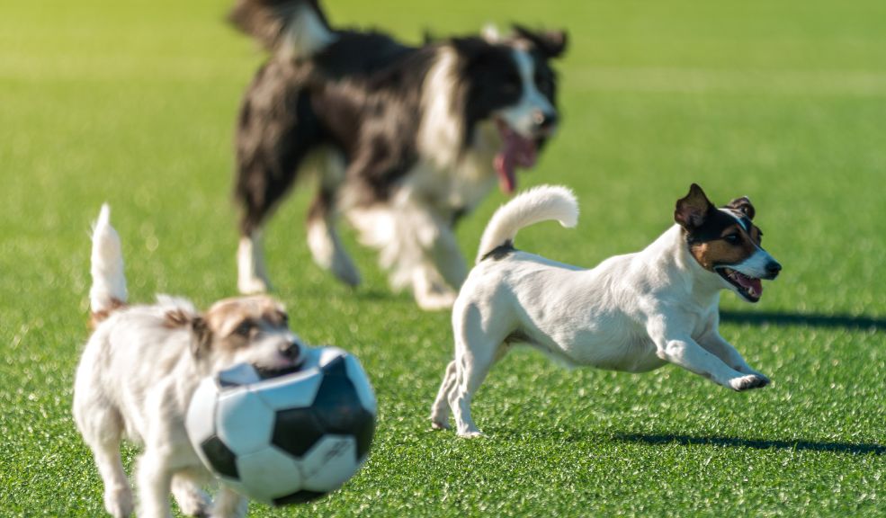 Juegos para disfrutar con tu mascota en la casa o en el parque ¡Que el lugar no sea excusa! Pon en practica estos juegos con tu mascota para ejercitar la mente y el cuerpo de tu peludito.