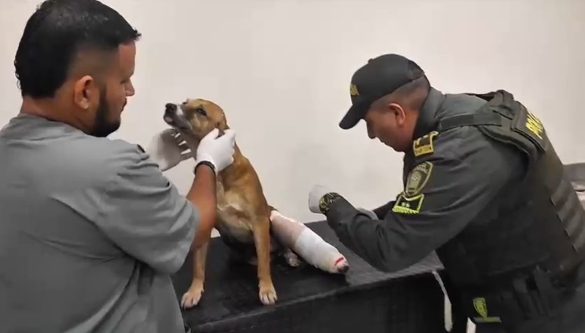 Cundinamarca Primer detenido por maltrato animal bajo la Ley Ángel