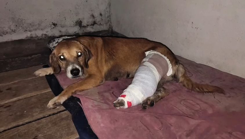 Cundinamarca Primer detenido por maltrato animal bajo la Ley Ángel