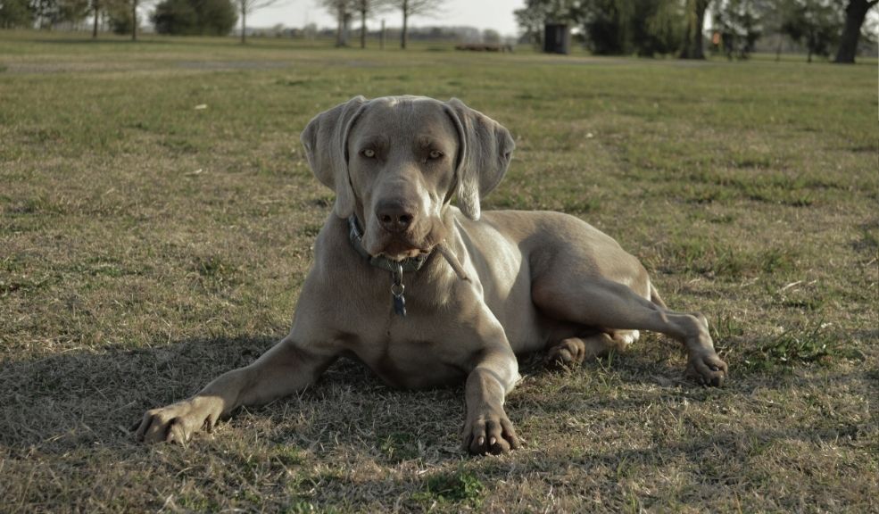 Desgarrador hallazgo en Usme: un perro lleva un feto humano Los habitantes del barrio Danubio Azul, en Usme, dieron con un desgarrador hallazgo al ver que un perro llevaba un feto humano en su hocico.