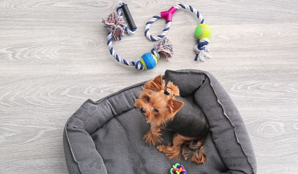 También puedes plantear juegos con tu mascota desde casa 
