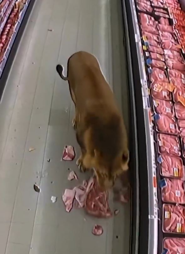León invade supermercado y se da un festín de carne 1 León