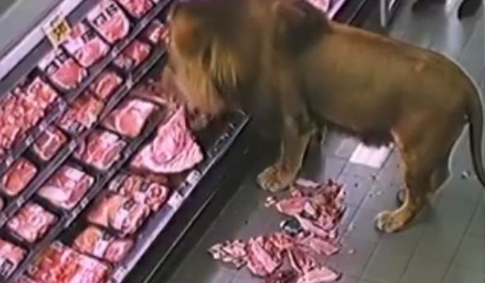 León invade supermercado y se da un festín de carne Las imágenes muestran al animal rompiendo paquetes de carne con sus garras y colmillos, mientras un trabajador que lo ve por detrás sale corriendo del lugar.