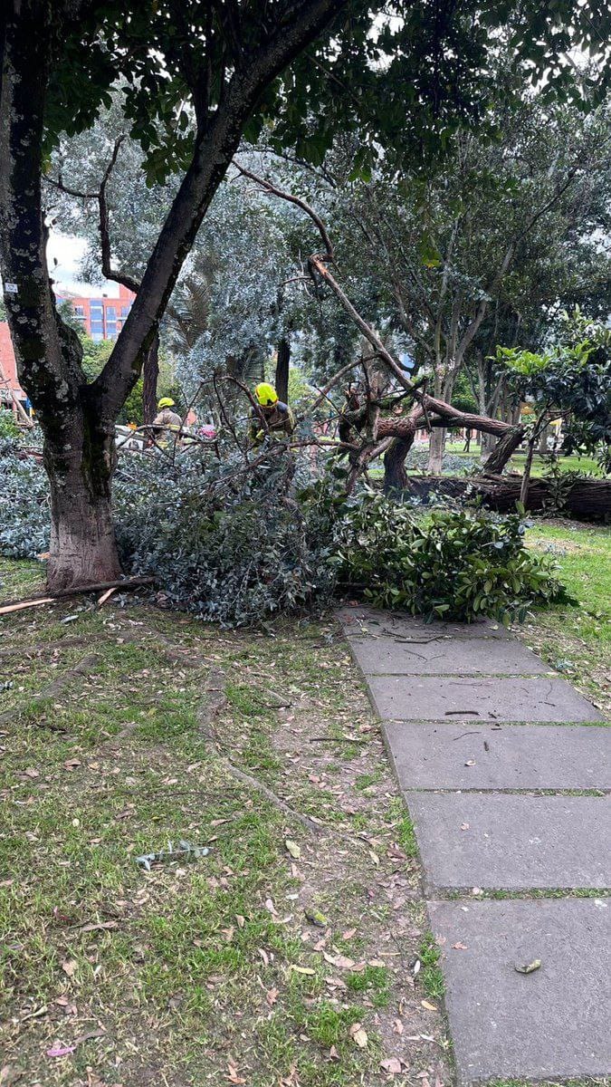 Mujer de 65 años resulta herida después que le cayera un árbol en Fontibón 1 Mujer de 65 años resulta herida después que le cayera un árbol en Fontibón