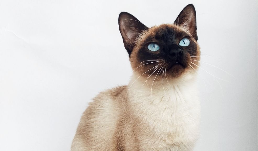 ¿Qué dicen los ojos de tu gato? Apréndelos a interpretar Desde las pupilas dilatadas hasta el parpadeo lento, cada aspecto de la mirada de tu gato es clave para comprender su comportamiento. Te contamos las señales más importantes.