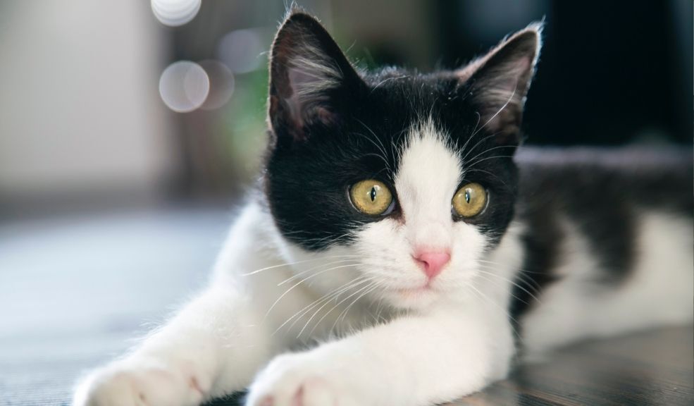 ¿Qué dicen los ojos de tu gato? Apréndelos a interpretar 5 ¿Qué dicen los ojos de tu gato? Apréndelos a interpretar Desde las pupilas dilatadas hasta el parpadeo lento, cada aspecto de la mirada de tu gato es clave para comprender su comportamiento. Te contamos las señales más importantes.