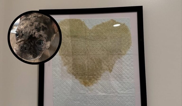 Una cachorra muy artista le pintó un corazón a su dueña con su pis